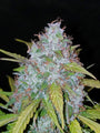 Californian Snow Auto (FastBuds)