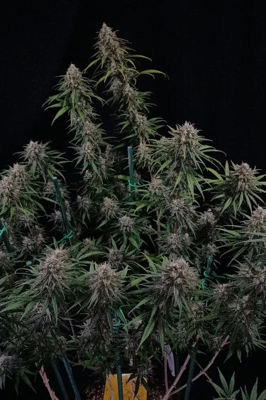 Wedding Cheesecake FF (FastBuds) feminisiert