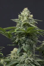Wedding Cheesecake FF (FastBuds) feminisiert