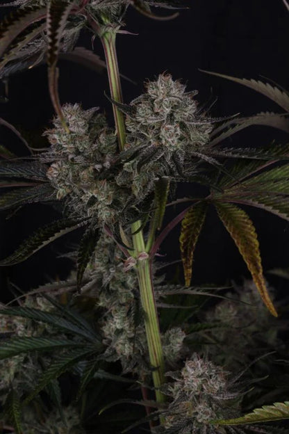 Strawberry Gorilla RF3 Auto (FastBuds)