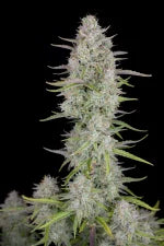 Wedding Cheesecake Auto (FastBuds) Cannabis Samen von FastBuds