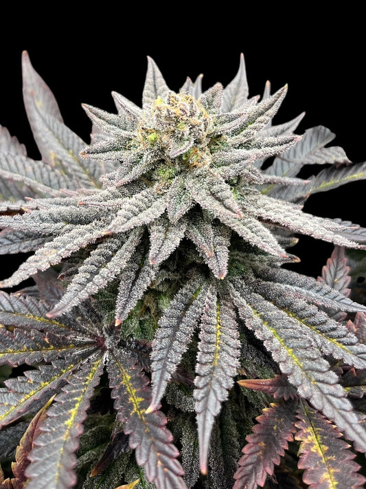 Super Menthol Haze (TerpyZ Mutant Genetics) feminisiert Cannabis Samen von TerpyZ Mutant Genetics