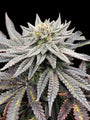 Super Menthol Haze (TerpyZ Mutant Genetics) feminisiert