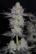 Tropicana Cookies FF (FastBuds) feminisiert