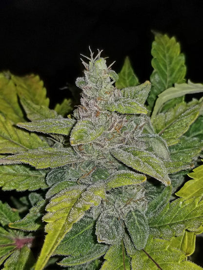 CBD Crack Auto (FastBuds)