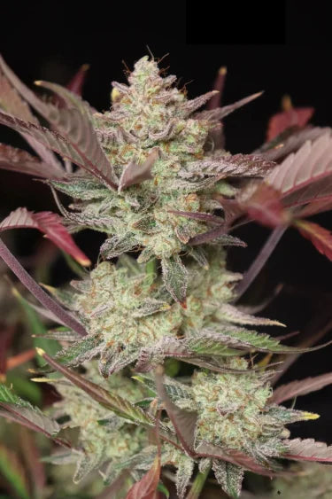 Apricot Auto (FastBuds)