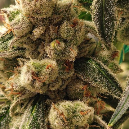 Pluto Cookies IBL Auto (Ethos Genetics)