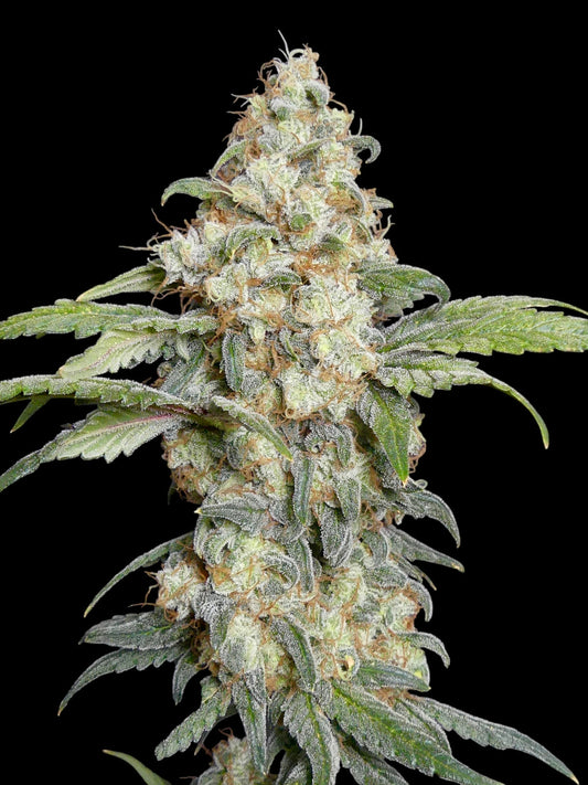 Zitro (TerpyZ Mutant Genetics) feminisiert Cannabis Samen von TerpyZ Mutant Genetics