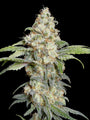 Zitro (TerpyZ Mutant Genetics) feminisiert