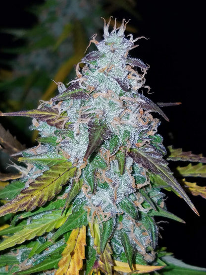 Californian Snow Auto (FastBuds)