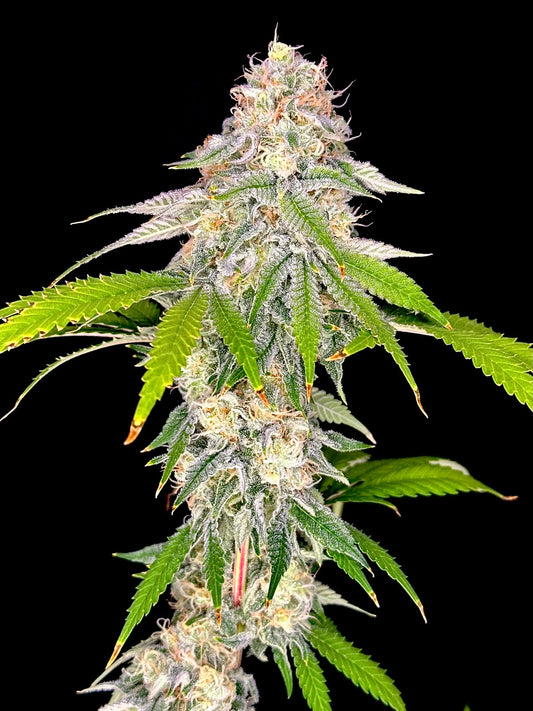 Neon Wasabi (TerpyZ Mutant Genetics) feminisiert Cannabis Samen von TerpyZ Mutant Genetics