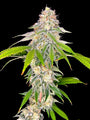 Neon Wasabi (TerpyZ Mutant Genetics) feminisiert