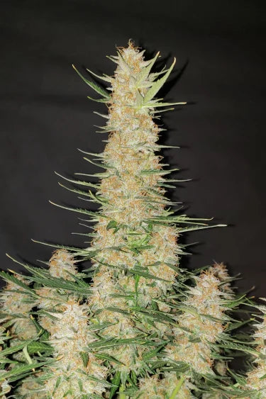 OG Kush Auto (FastBuds) Cannabis Samen von FastBuds
