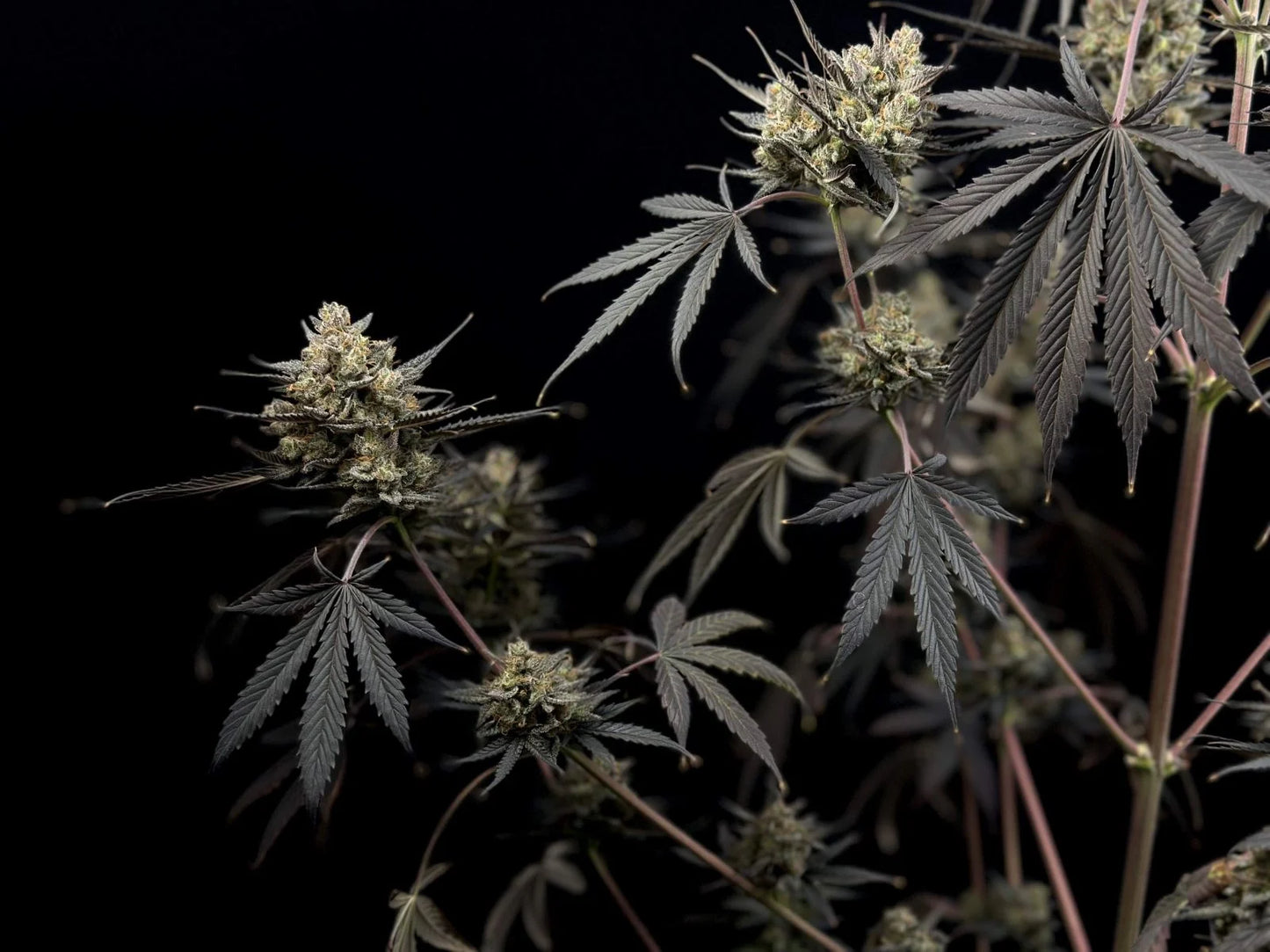 Pound Cake Auto (FastBuds)