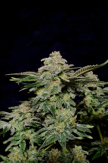 Wedding Cheesecake FF (FastBuds) feminisiert