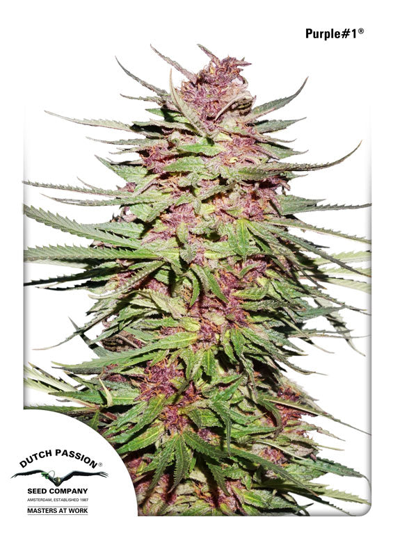 Purple #1 (Dutch Passion) Regulär Cannabis Samen von Dutch Passion