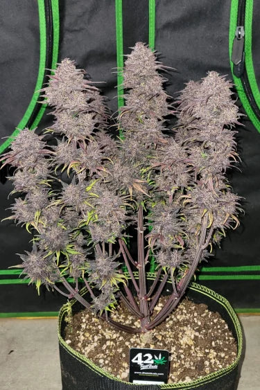 Blackberry Auto (FastBuds) Cannabis Samen von FastBuds
