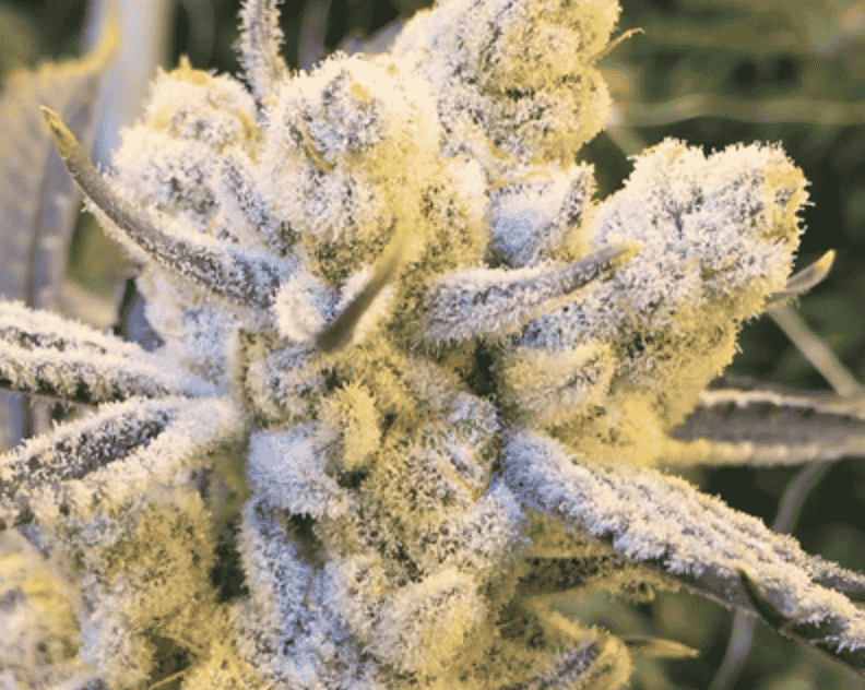 Sugar Cane (In House Genetics) feminisiert