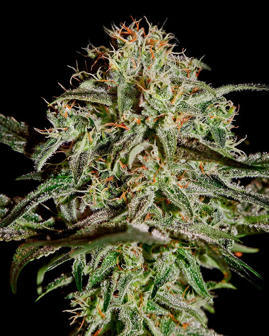 A.M.S. (Greenhouse Seed Co.) feminisiert