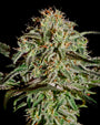 A.M.S. (Greenhouse Seed Co.) feminisiert