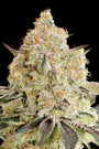 Apple Fritter (Advanced Seeds) feminisiert