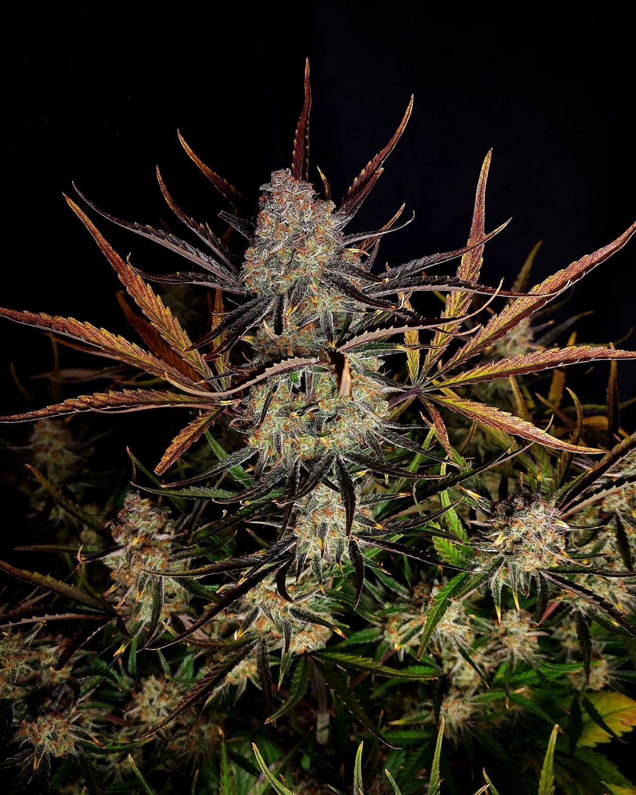 Apple Strudel Auto (Fast Buds)