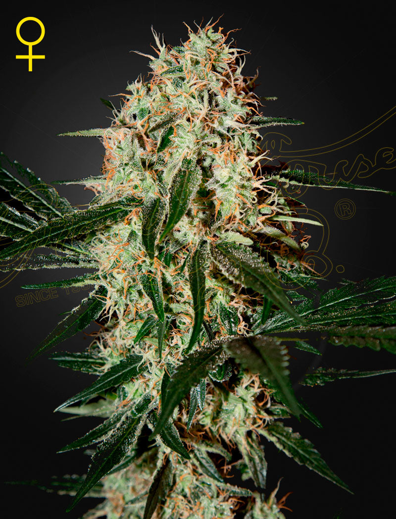Arjan's Haze #3 (Greenhouse Seed Co.) feminisiert Cannabis Samen von Greenhouse Seed Co.