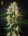 Arjan's Haze #3 (Greenhouse Seed Co.) feminisiert