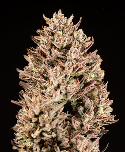 GMO Auto (Atlas Seed) autoflowering