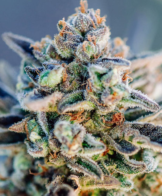 Top Gun Auto (Atlas Seed) autoflowering