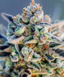 Top Gun Auto (Atlas Seed) autoflowering