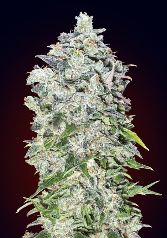 00 Kush Auto (00 Seeds)