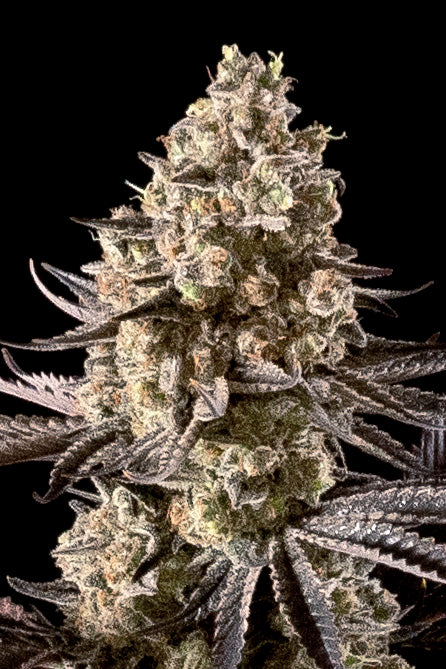 Fire DOG Auto (Advanced Seeds) autoflowering