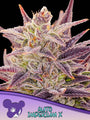 Imperium X Auto (Anesia Seeds)