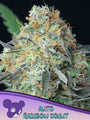Rainbow Donut Auto (Anesia Seeds)