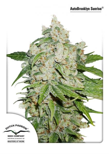 Brooklyn Sunrise Auto (Dutch Passion) Cannabis Samen von Dutch Passion