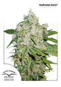 Brooklyn Sunrise Auto (Dutch Passion)