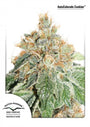 Colorado Cookies Auto (Dutch Passion)