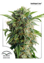 Daiquiri Lime Auto (Dutch Passion)