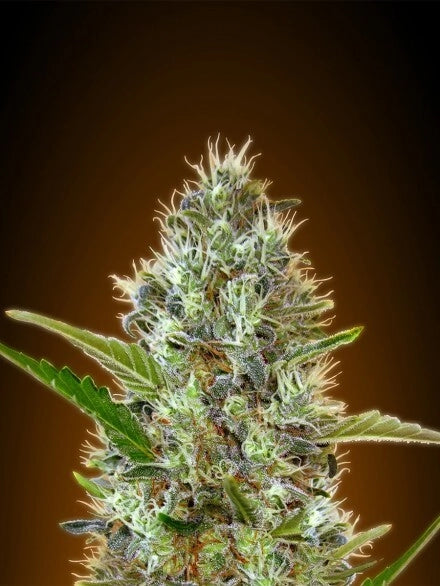 Somango Auto (Advanced Seeds) autoflowering