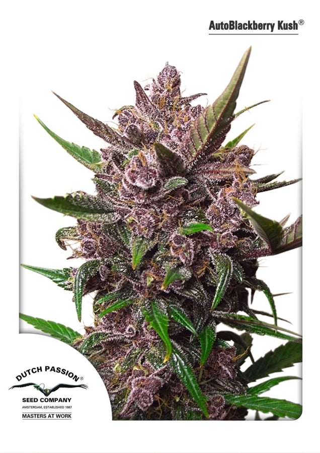 Blackberry Kush Auto (Dutch Passion) Cannabis Samen von Dutch Passion