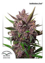 Blackberry Kush Auto (Dutch Passion)