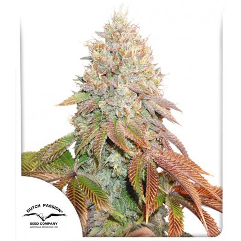 Banana Blaze Auto (Dutch Passion) Cannabis Samen von Dutch Passion