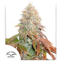 Banana Blaze Auto (Dutch Passion)