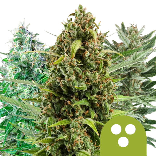 Autoflowering Mix (Royal Queen Seeds)