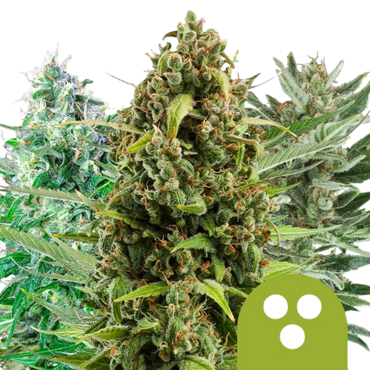 Autoflowering Mix (Royal Queen Seeds)