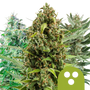 Autoflowering Mix (Royal Queen Seeds)