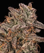 Banana Cream Sundae (Atlas Seed) feminisiert