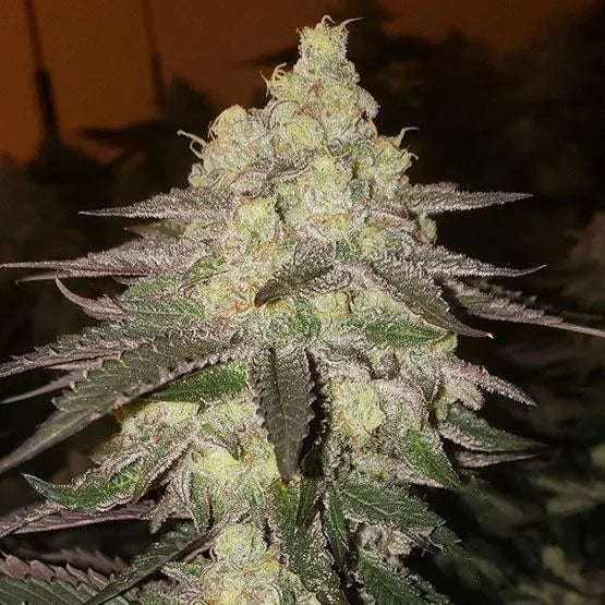 Banana Daddy RBX2 Auto (Ethos Genetics)