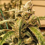 Banana Jealousy IBL Auto (Ethos Genetics)